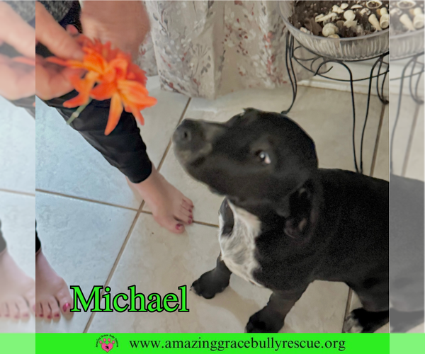 Medium Photo #6 Pointer-Unknown Mix Puppy For Sale in Pensacola, FL, USA