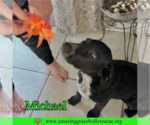 Small #5 Pointer Mix