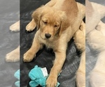 Small Photo #5 Golden Retriever Puppy For Sale in IRWIN, PA, USA