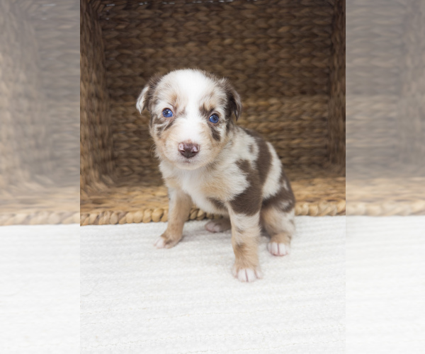 Medium Photo #7 Australian Shepherd Puppy For Sale in UNIONVILLE, IA, USA