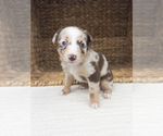Small #6 Australian Shepherd