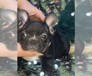 French Bulldog Puppy for sale in BOSTON, MA, USA