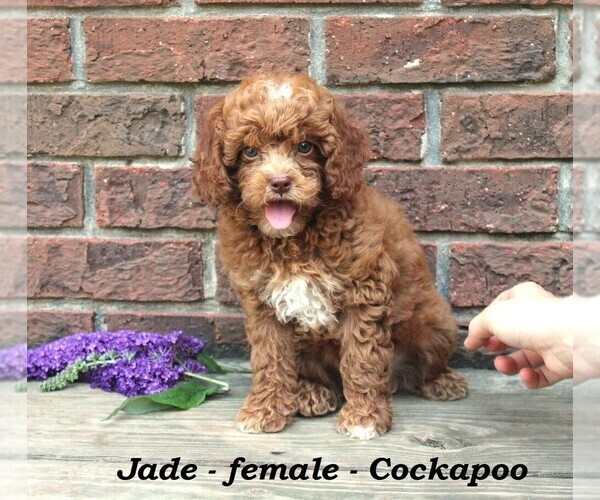 Medium Photo #1 Cock-A-Poo Puppy For Sale in CLARKRANGE, TN, USA