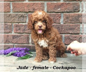 Cock-A-Poo Puppy for sale in CLARKRANGE, TN, USA