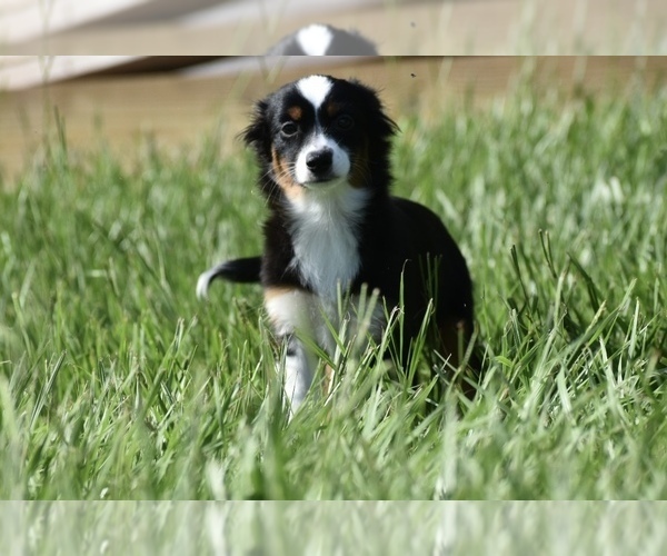 Medium Photo #7 Miniature Australian Shepherd Puppy For Sale in PALM COAST, FL, USA