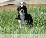 Small #6 Miniature Australian Shepherd