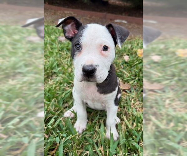 Medium Photo #2 Borador Puppy For Sale in Lakewood, CO, USA