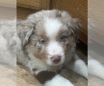 Small Photo #2 Miniature Australian Shepherd Puppy For Sale in WOOSTER, OH, USA