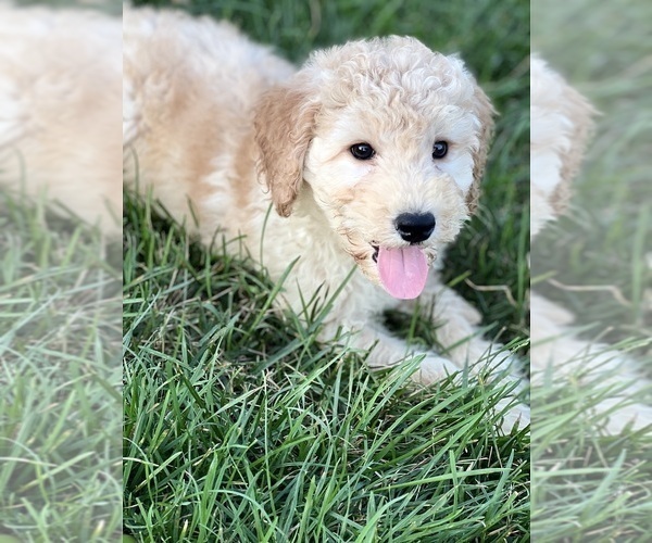 Medium Photo #2 Goldendoodle (Miniature) Puppy For Sale in BEECH GROVE, IN, USA