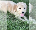 Small Photo #2 Goldendoodle (Miniature) Puppy For Sale in BEECH GROVE, IN, USA