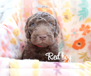 Goldendoodle Puppy for sale in FLEETWOOD, NC, USA