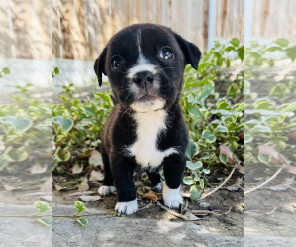 Medium Photo #1 Chihuahua-Unknown Mix Puppy For Sale in Marina Del Rey, CA, USA