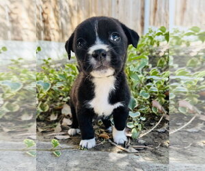 Chihuahua-Unknown Mix Dogs for adoption in Marina Del Rey, CA, USA