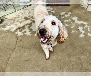 Labradoodle Dogs for adoption in Shreveport, LA, USA