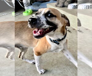 Bogart - Male Mutt Dog for Adoption - Photo #5