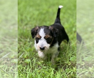 Medium Border Collie-Goldendoodle Mix