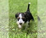 Puppy Lucius Border Collie-Goldendoodle Mix