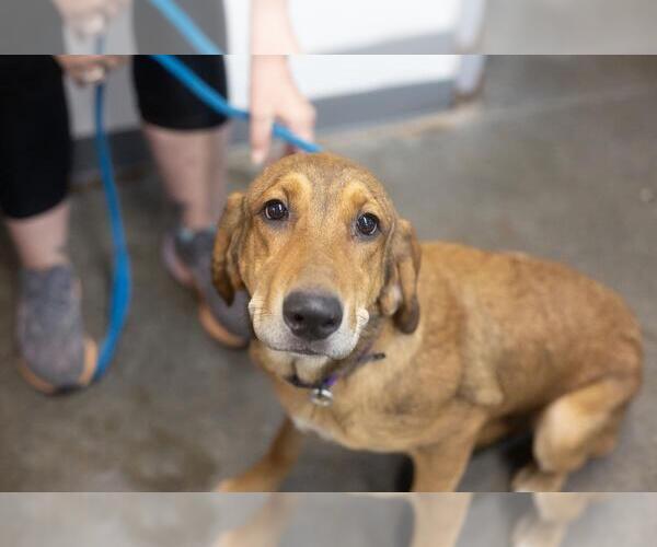 Medium Photo #1 Labloodhound Puppy For Sale in Mountain Home, AR, USA