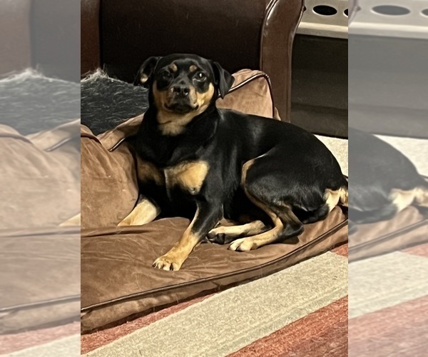 Medium Photo #1 Carlin Pinscher Puppy For Sale in COBB, WI, USA