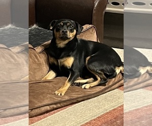 Mother of the Carlin Pinscher puppies born on 03/30/2025