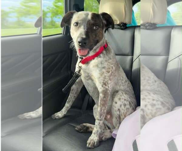 Medium Photo #1 Mutt Puppy For Sale in Shelburne, VT, USA