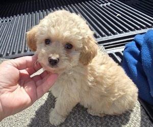 Poodle (Toy) Puppy for sale in BRYANT, AL, USA