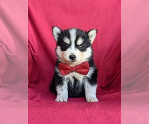 Pomsky Puppy for sale in EPHRATA, PA, USA