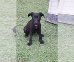 Small #6 Labrador Retriever
