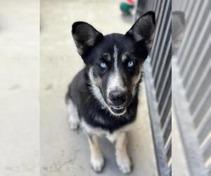 German Shepherd Dog Dogs for adoption in Santa Maria, CA, USA