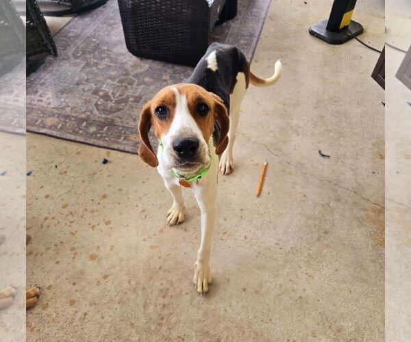 Medium Photo #4 Treeing Walker Coonhound-Unknown Mix Puppy For Sale in Royal Palm Beach, FL, USA