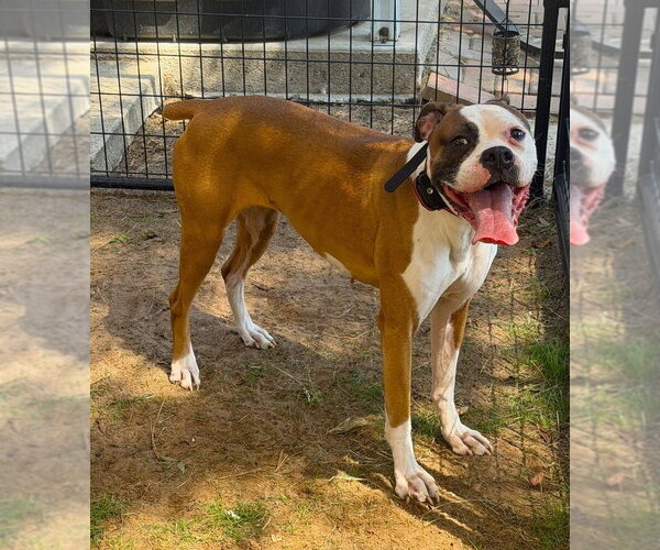 Medium Photo #2 Boxer Puppy For Sale in Austin, TX, USA