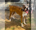 Small #1 Boxer