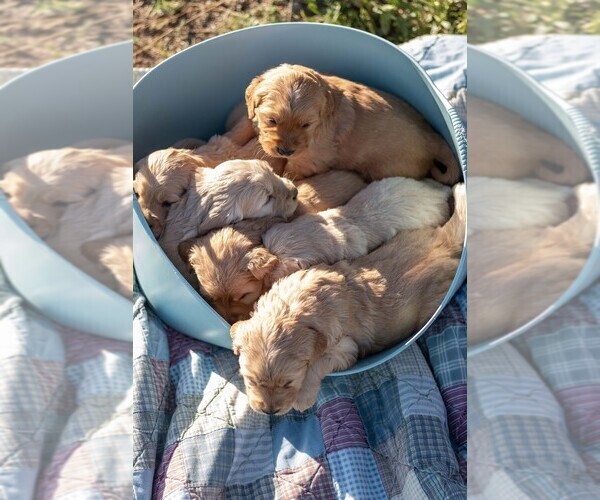 Medium Photo #27 Golden Retriever Puppy For Sale in BYERS, CO, USA
