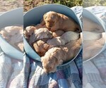 Small #1 Golden Retriever