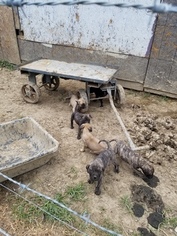 Mastiff Puppy for sale in POLAND, IN, USA