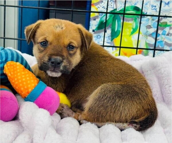 Medium Photo #1 Labrador Retriever-Unknown Mix Puppy For Sale in Lakewood, CO, USA