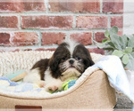 Small #13 Shih Tzu