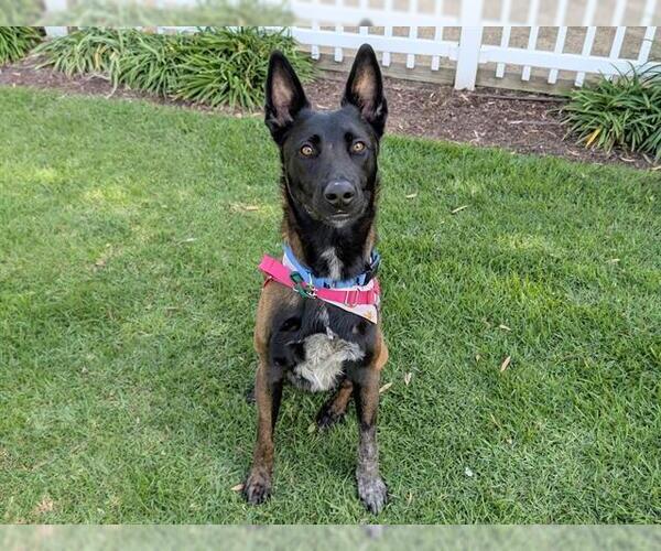 Medium Photo #2 Mutt Puppy For Sale in San Clemente, CA, USA
