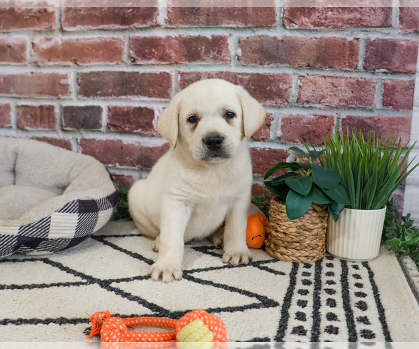 Medium Photo #2 Labrador Retriever Puppy For Sale in SYRACUSE, IN, USA