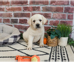 Small #1 Labrador Retriever