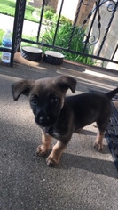 Shepradors Puppy for sale in CHICAGO, IL, USA