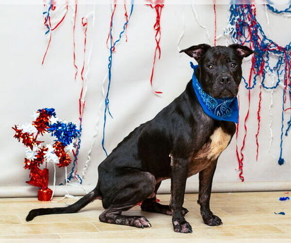 Medium Photo #1 American Pit Bull Terrier-Unknown Mix Puppy For Sale in Sanford, FL, USA