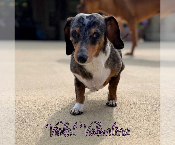 Medium Photo #10 Dachshund Puppy For Sale in San Antonio, TX, USA