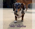 Small #9 Dachshund