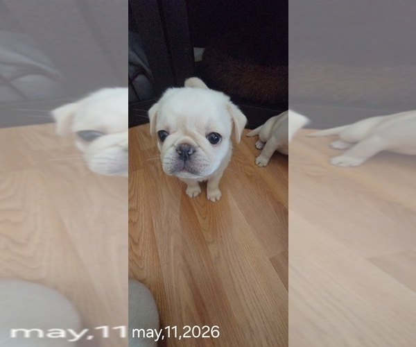Medium Photo #1 Pug Puppy For Sale in NEW IPSWICH, NH, USA