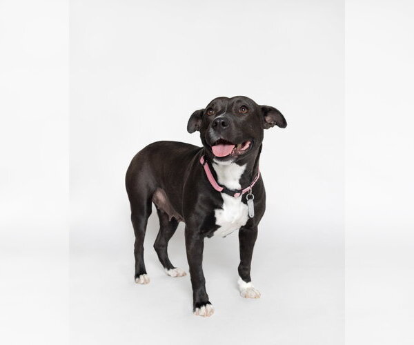 Medium Photo #2 American Staffordshire Terrier-Unknown Mix Puppy For Sale in Holly Springs, NC, USA