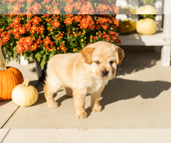 Medium Photo #3 Cocker-Pei Puppy For Sale in MILLERSBURG, IN, USA