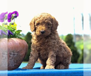 Poodle (Miniature) Puppy for sale in GAP, PA, USA