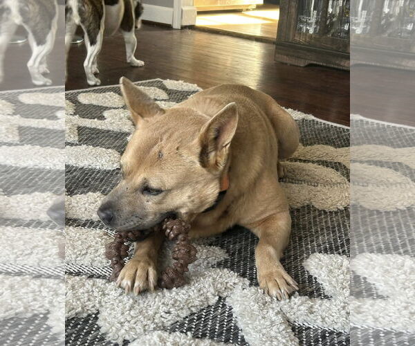 Medium Photo #3 Chow Chow-Unknown Mix Puppy For Sale in Clarkston, MI, USA