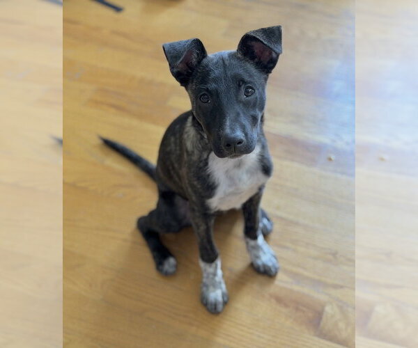 Medium Photo #6 Mountain Cur-Unknown Mix Puppy For Sale in Boston, MA, USA